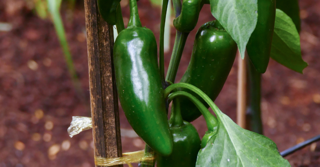 The history of jalapeno